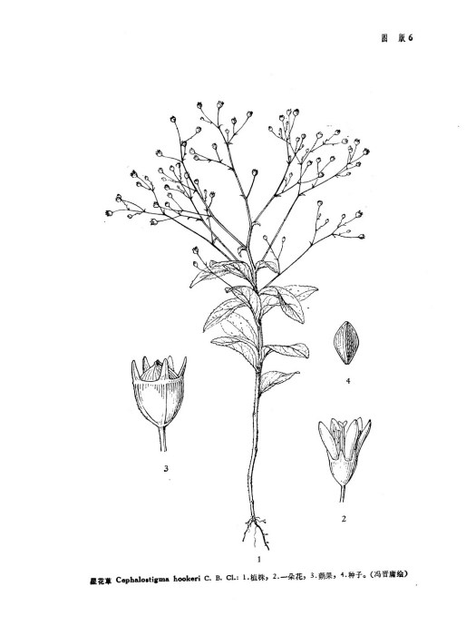 星花草屬 星花草屬