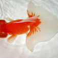 龍睛金魚 龍睛金魚