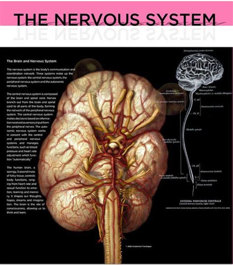 神經系統疾病(醫學術語)
