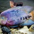 紫紅火口魚 紫紅火口魚