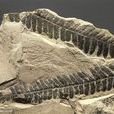 櫛羊齒 櫛羊齒