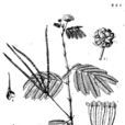 合歡草 合歡草