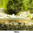 竿鰕虎魚 竿鰕虎魚