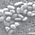 菌株GFAJ-1 菌株GFAJ-1