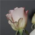 馬蒂爾達(薔薇屬月季) 馬蒂爾達(薔薇屬月季)