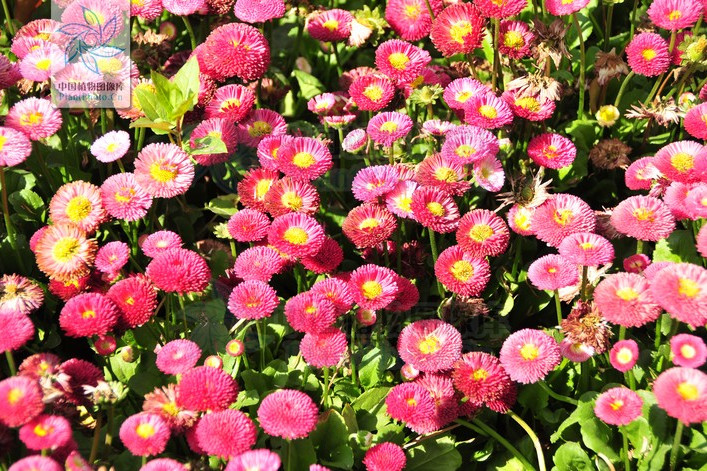 舌花雛菊 舌花雛菊