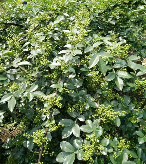 立融花椒 立融花椒