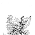墨江千斤拔 墨江千斤拔