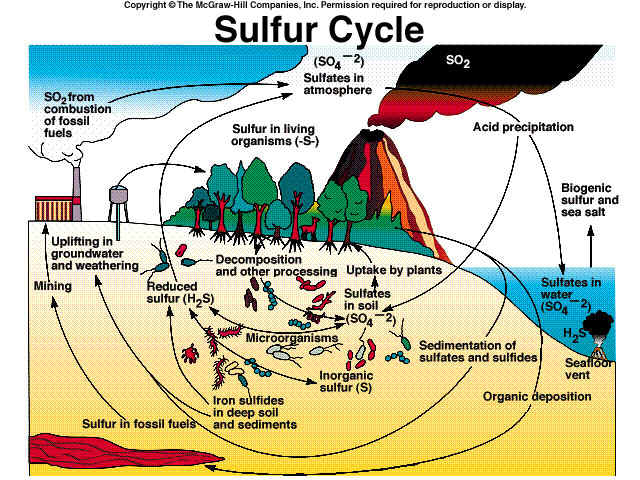 硫循環