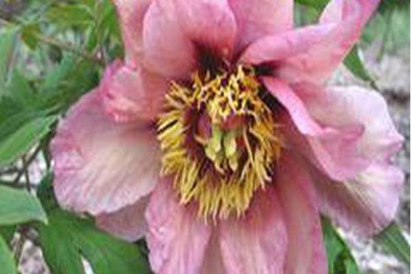 Paeonia \x27Summer Night\x27
