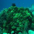 鐘形濱珊瑚