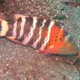 橫帶唇魚 橫帶唇魚