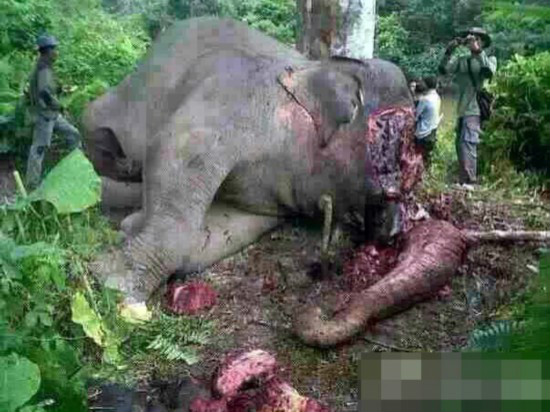 10·16雲南亞洲象遭砍頭取牙事件