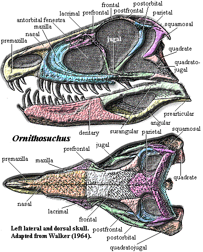 鳥鱷龍的頭骨結構
