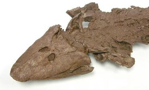 古魚類化石