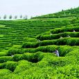 陝茶 陝茶