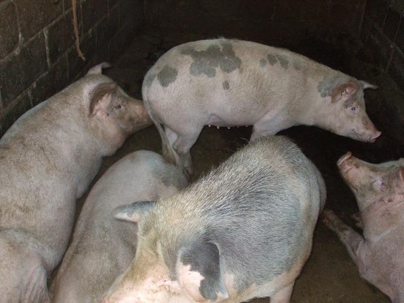 西多卡村-生豬養殖