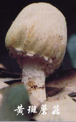 毒蘑菇(有毒的蘑菇)