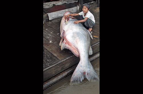 湄公河巨型鯰魚