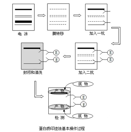 Westernblot法