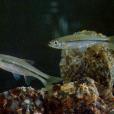 南方波魚 南方波魚