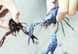 藍殼龍蝦