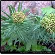 桂竹糖芥(植物名稱) 桂竹糖芥(植物名稱)