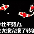 轉錦鯉 轉錦鯉