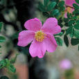 長白薔薇 長白薔薇