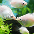 吻鱸(接吻魚（熱帶觀賞魚類）)