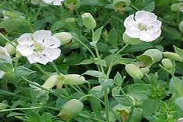 Silene uniflora \x27Robin Whitebreast\x27