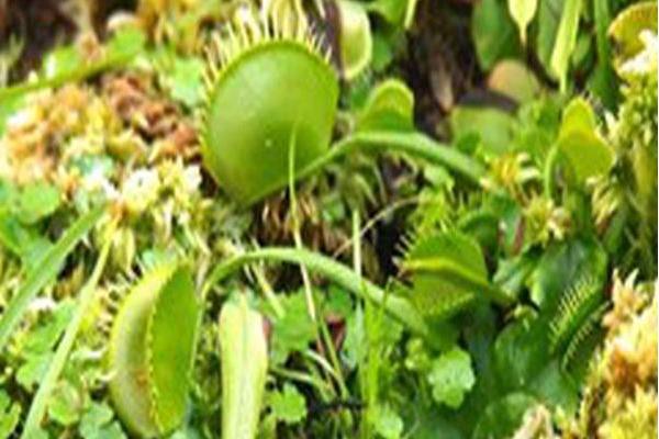 Dionaea muscipula \x27Cup-shaped\x27