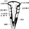 竹節石 竹節石