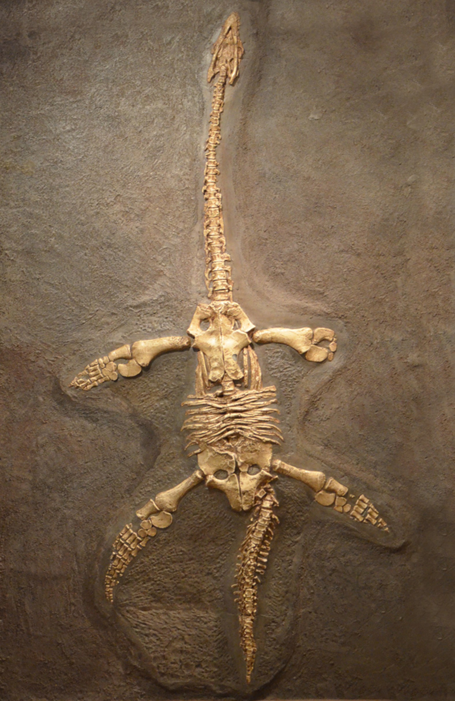 博物館中的恐龍化石