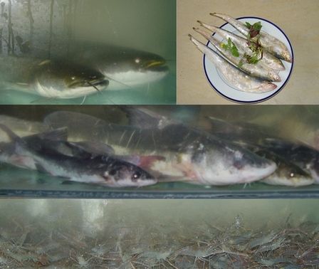 魤魚 魤魚