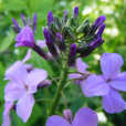 紫花糖芥 紫花糖芥