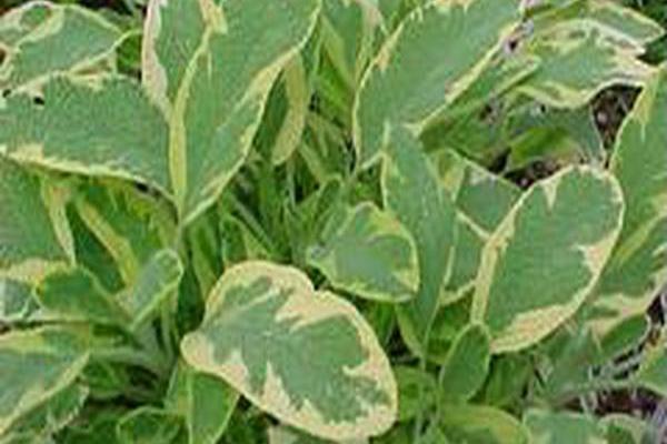 Salvia officinalis \x27Aurea\x27 Salvia officinalis \x27Aurea\x27