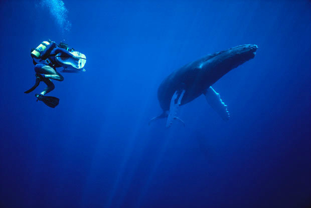 南藍鯨
