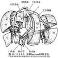 肝裂 肝裂