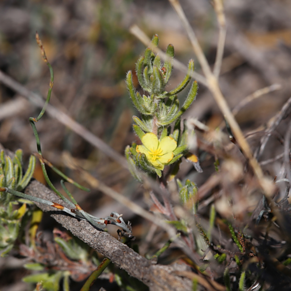 Hibbertia desmophylla