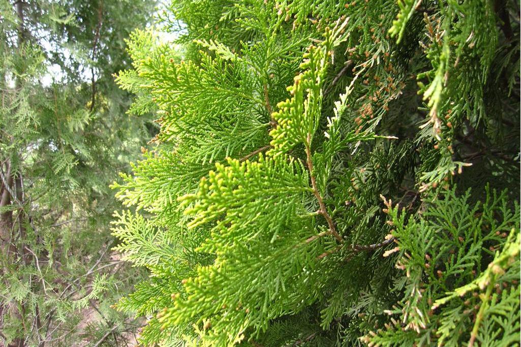 京灑柏30號 京灑柏30號