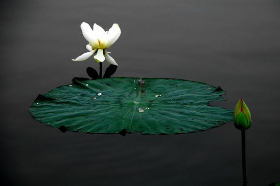 遼化吧 遼化吧