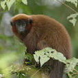 棕伶猴