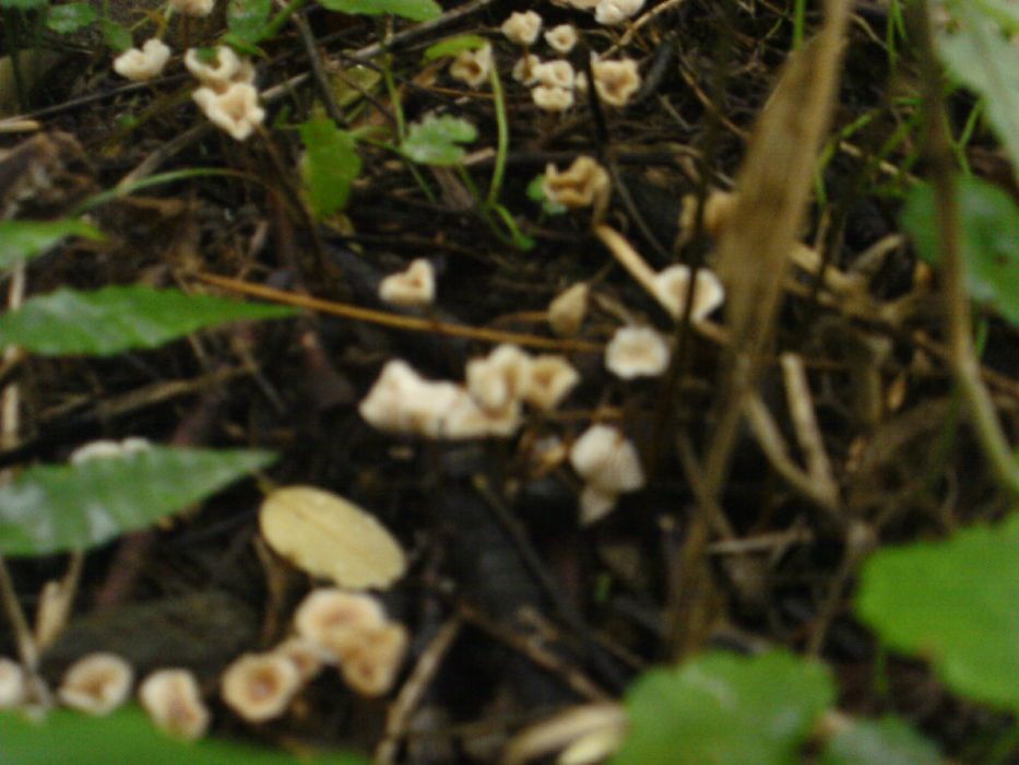 小草菇