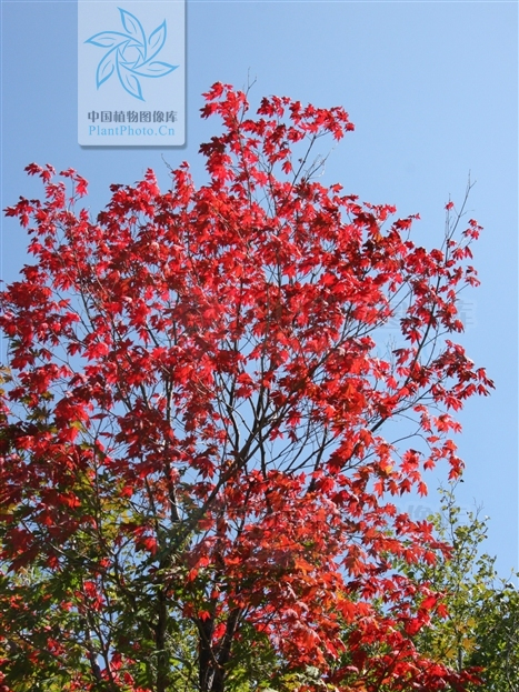 小果紫花槭 小果紫花槭