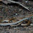 滑鱗蛇