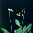 櫛齒黃鵪菜 櫛齒黃鵪菜
