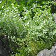 波緣冷水花 波緣冷水花
