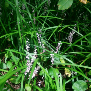 Liriope spicata