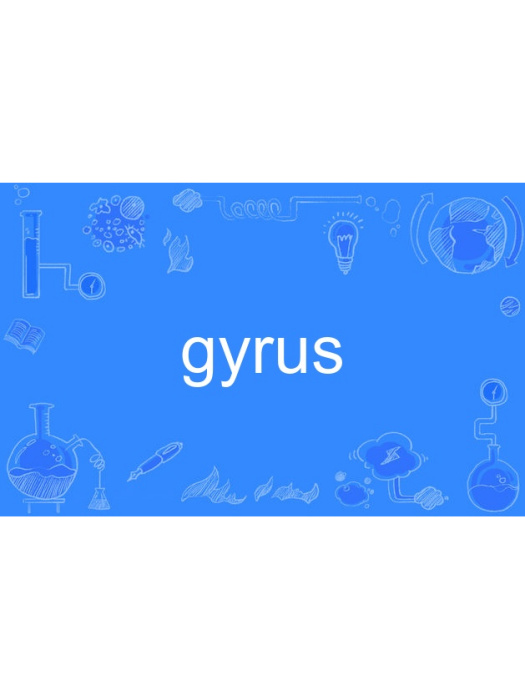 gyrus
